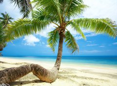 Fototapeta papr 360 x 266, 3163784 - twisted palm