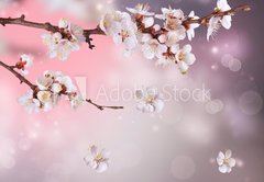 Fototapeta vliesov 145 x 100, 31669597 - Spring Blossom Design