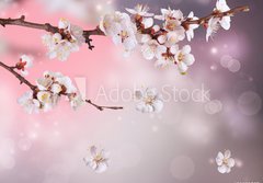 Fototapeta papr 184 x 128, 31669597 - Spring Blossom Design