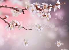 Fototapeta vliesov 200 x 144, 31669597 - Spring Blossom Design