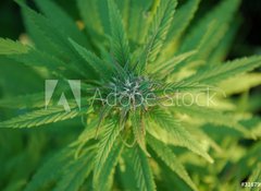 Samolepka flie 100 x 73, 31679944 - close up of a marijuana plant bud - zblzka rostliny pupku marihuany