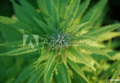 Samolepka flie 145 x 100, 31679944 - close up of a marijuana plant bud - zblzka rostliny pupku marihuany