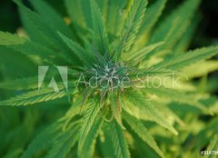 Fototapeta plátno 160 x 116, 31679944 - close up of a marijuana plant bud - zblízka rostliny pupíku marihuany