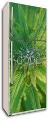Samolepka na lednici flie 80 x 200, 31679944 - close up of a marijuana plant bud - zblzka rostliny pupku marihuany