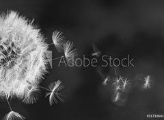 Samolepka flie 100 x 73, 317106413 - White dandelion on blue - Bl pampelika na modr