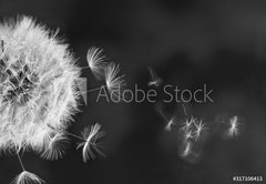 Fototapeta pltno 174 x 120, 317106413 - White dandelion on blue