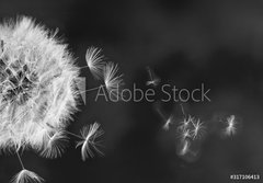 Fototapeta papr 184 x 128, 317106413 - White dandelion on blue