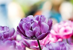 Samolepka flie 145 x 100, 31786414 - Lila tulpe