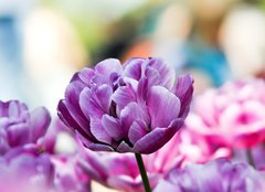 Fototapeta pltno 240 x 174, 31786414 - Lila tulpe