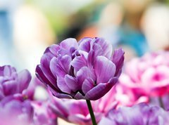 Samolepka flie 270 x 200, 31786414 - Lila tulpe
