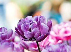 Fototapeta pltno 330 x 244, 31786414 - Lila tulpe