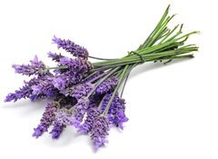Samolepka flie 100 x 73  lavender, 100 x 73 cm