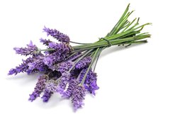 Fototapeta pltno 174 x 120, 31830831 - lavender