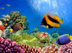 Fototapeta vliesov 100 x 73, 31880549 - Marine life on the coral reef