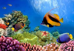 Samolepka flie 145 x 100, 31880549 - Marine life on the coral reef