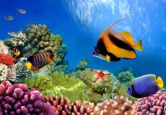 Fototapeta papr 184 x 128, 31880549 - Marine life on the coral reef