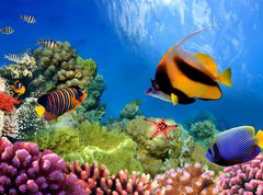 Samolepka flie 270 x 200, 31880549 - Marine life on the coral reef