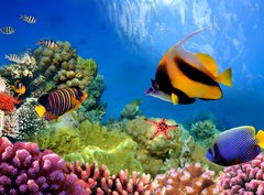 Fototapeta papr 360 x 266, 31880549 - Marine life on the coral reef