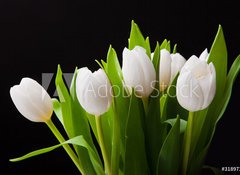 Samolepka flie 100 x 73, 31897392 - Bouquet of white tulips on black background - Kytice blch tulipn na ernm pozad