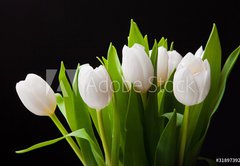 Fototapeta vliesov 145 x 100, 31897392 - Bouquet of white tulips on black background