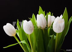 Fototapeta papr 160 x 116, 31897392 - Bouquet of white tulips on black background