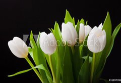 Fototapeta pltno 174 x 120, 31897392 - Bouquet of white tulips on black background