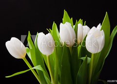 Fototapeta vliesov 200 x 144, 31897392 - Bouquet of white tulips on black background