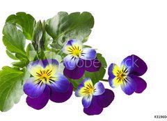 Samolepka flie 100 x 73, 31960415 - Pansy