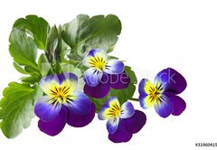 Samolepka flie 145 x 100, 31960415 - Pansy - Maceka