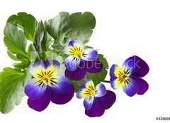 Samolepka flie 200 x 144  Pansy, 200 x 144 cm