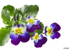 Fototapeta pltno 240 x 174, 31960415 - Pansy