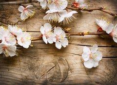 Fototapeta100 x 73  Wood background with spring blossom, 100 x 73 cm