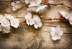 Samolepka flie 145 x 100  Wood background with spring blossom, 145 x 100 cm