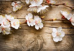 Fototapeta145 x 100  Wood background with spring blossom, 145 x 100 cm