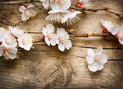 Fototapeta plátno 160 x 116, 31985632 - Wood background with spring blossom - Dřevěné pozadí s jarní květy