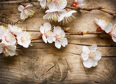 Samolepka flie 200 x 144  Wood background with spring blossom, 200 x 144 cm