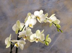 Samolepka flie 100 x 73  Orchidea bianca, 100 x 73 cm
