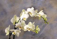 Fototapeta184 x 128  Orchidea bianca, 184 x 128 cm