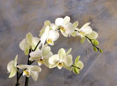 Samolepka flie 270 x 200  Orchidea bianca, 270 x 200 cm