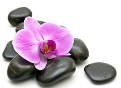 Fototapeta100 x 73  Pink orchid and zen Stones on a white background, 100 x 73 cm