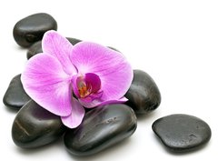 Fototapeta330 x 244  Pink orchid and zen Stones on a white background, 330 x 244 cm