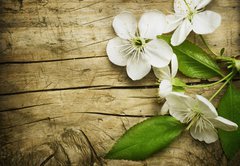 Fototapeta145 x 100  Spring Blossom over wooden background, 145 x 100 cm