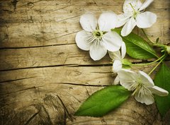 Fototapeta330 x 244  Spring Blossom over wooden background, 330 x 244 cm