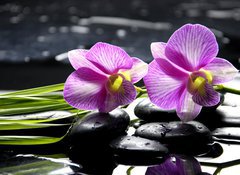 Samolepka flie 100 x 73, 32225654 - Oriental spa with orchid with and green plant on zen stones - Orientln lzn s orchidejem a zelenou rostlinou na zenovch kamenech