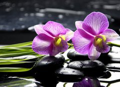 Fototapeta160 x 116  Oriental spa with orchid with and green plant on zen stones, 160 x 116 cm