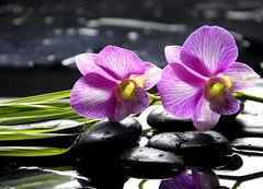 Fototapeta200 x 144  Oriental spa with orchid with and green plant on zen stones, 200 x 144 cm