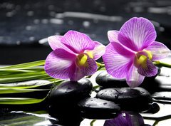 Fototapeta360 x 266  Oriental spa with orchid with and green plant on zen stones, 360 x 266 cm