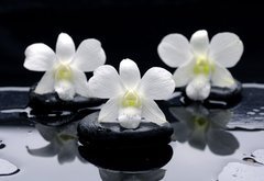 Fototapeta pltno 174 x 120, 32251402 - Spa Still life with beautiful white orchid on therapy stones
