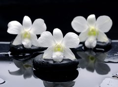 Fototapeta papr 360 x 266, 32251402 - Spa Still life with beautiful white orchid on therapy stones