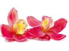 Samolepka flie 100 x 73, 32270303 - Orchid